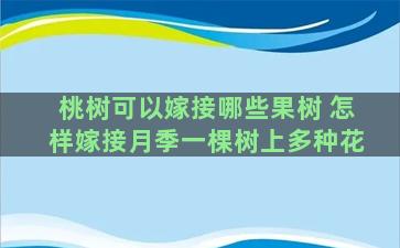 桃树可以嫁接哪些果树 怎样嫁接月季一棵树上多种花